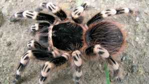 Brazílsky čierny a biely pavúk